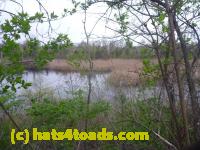 /home//u458753944/public_html/sourcegallery//Roxborough Toad Detour/2013-2019/2013/2013-04-18/P1120170.JPG